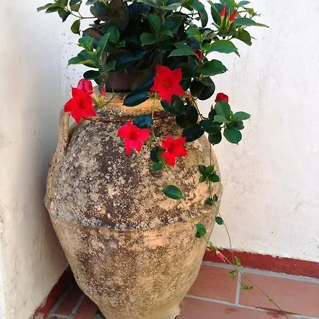 Mediterraneo Frühstückspension Anacapri (Isola di Capri)